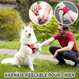 Harnais anti traction chien avec Laisse Intégrée  - HarnyLAISSE™